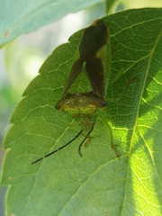 Acanthosoma haemorrhoidale