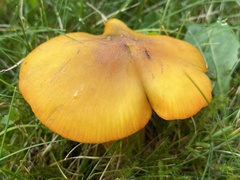 Hygrocybe