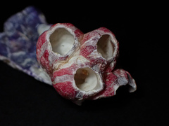 Megabalanus coccopoma