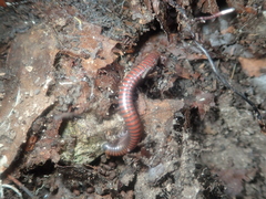 Pachyiulus hungaricus