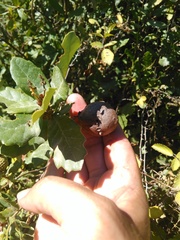 Andricus quercustozae