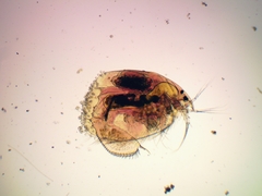 Leydigia acanthocercoides