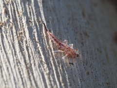 Idolothrips spectrum