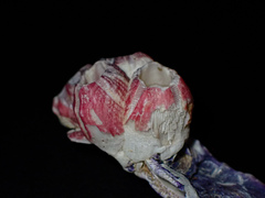 Megabalanus coccopoma