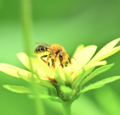 Andrena helianthi
