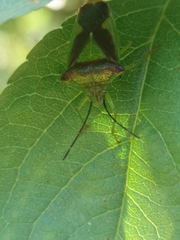 Acanthosoma haemorrhoidale