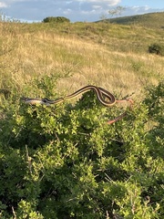 Masticophis taeniatus
