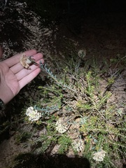 Pimelea