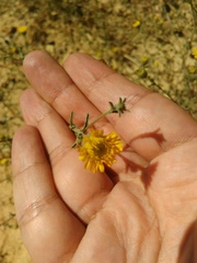 Pulicaria paludosa