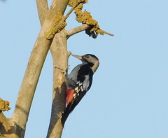Dendrocopos syriacus
