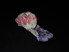 Megabalanus coccopoma