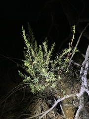 Pimelea microcephala