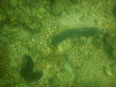 Holothuria leucospilota