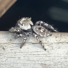 Phidippus carolinensis
