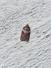 Acleris
