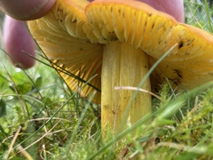Hygrocybe
