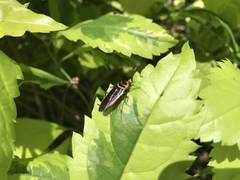 Pseudomops interceptus