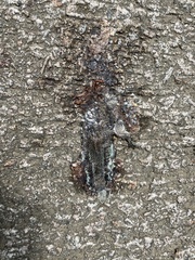 Eutropis longicaudata