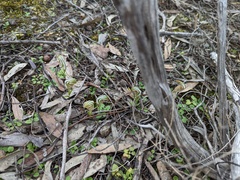 Pterostylis erythroconcha