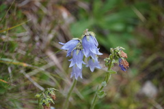 Campanula barbata