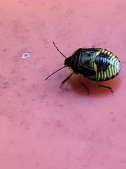 Chinavia hilaris