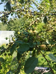 Acanthosoma haemorrhoidale