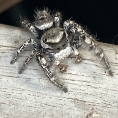 Phidippus carolinensis