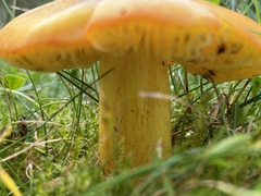 Hygrocybe