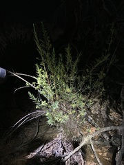 Pimelea microcephala