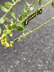 Cucullia convexipennis