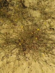 Pulicaria paludosa