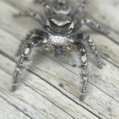 Phidippus carolinensis
