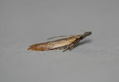 Dichomeris acuminatus