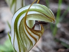 Pterostylis erythroconcha