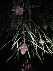 Isopogon divergens