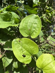 Smilax rotundifolia