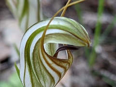 Pterostylis erythroconcha