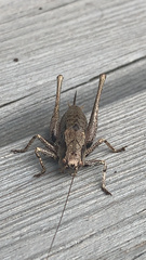 Pholidoptera griseoaptera