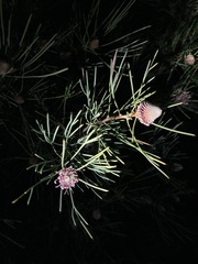 Isopogon divergens