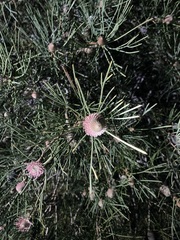 Isopogon divergens
