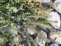 Verbena bracteata