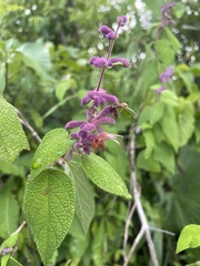 Salvia lasiantha