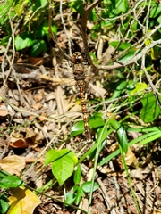 Adversaeschna brevistyla