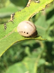 Doryphorina