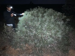 Isopogon divergens