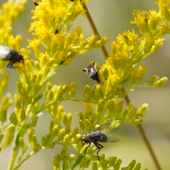 Phymata pennsylvanica