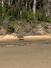 Haematopus longirostris