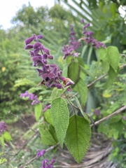 Salvia lasiantha