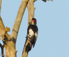 Dendrocopos syriacus