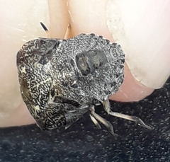 Rhaphigaster nebulosa